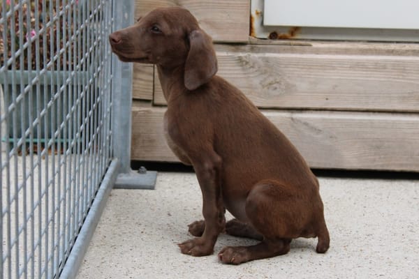 DOBBY