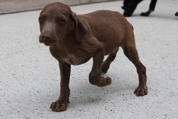 DOBBY