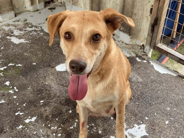 SOOKIE (RESERVE)
