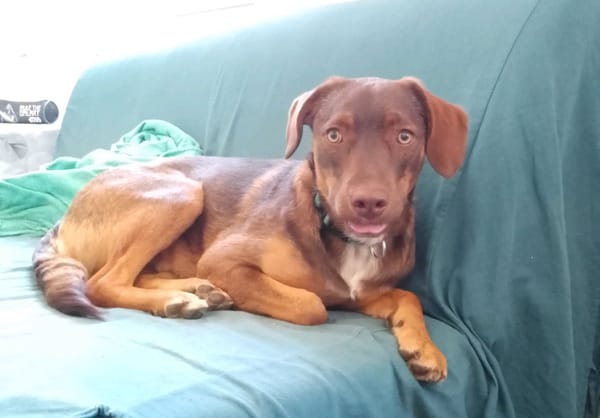 TOFFEE, Mâle junior Berger Créole