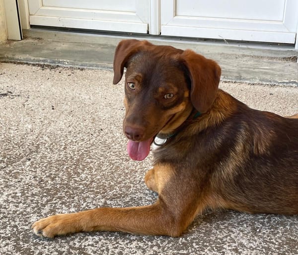 TOFFEE, Mâle junior Berger Créole