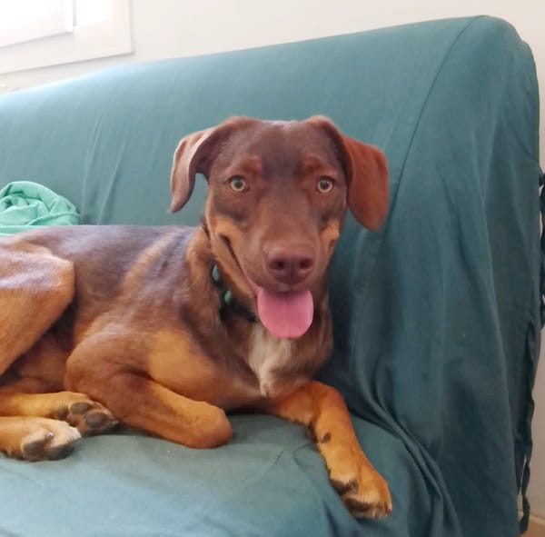 TOFFEE, Mâle junior Berger Créole