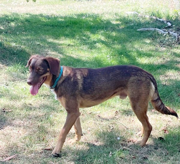 TOFFEE, Mâle junior Berger Créole