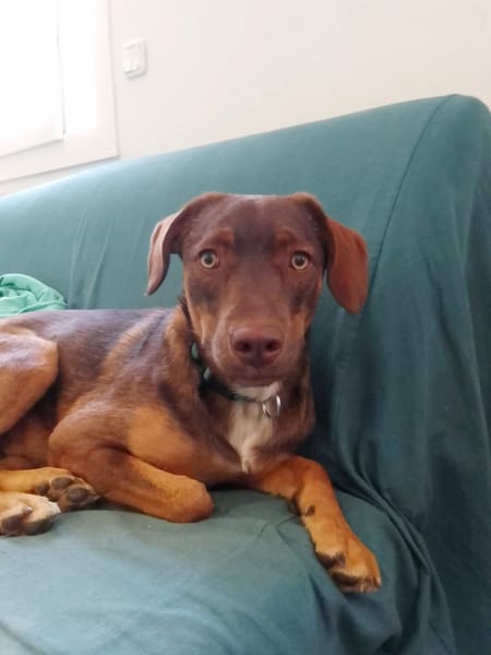 TOFFEE, Mâle junior Berger Créole