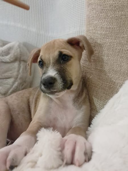 ROCKY, chiot mâle Berger Créole