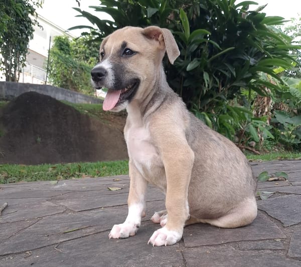 ROCKY, chiot mâle Berger Créole