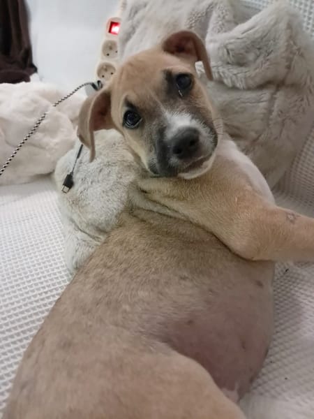 ROCKY, chiot mâle Berger Créole