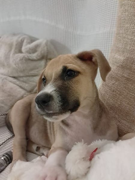 ROCKY, chiot mâle Berger Créole