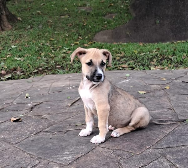 ROCKY, chiot mâle Berger Créole