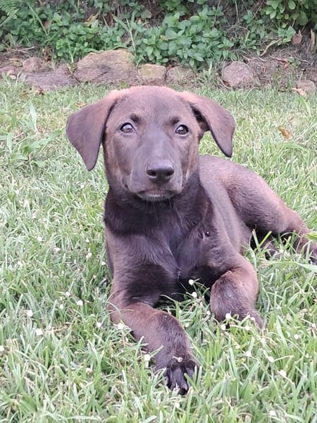 PEPSIE, chiot femelle croisée Labrador