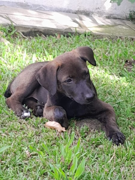PEPSIE, chiot femelle croisée Labrador