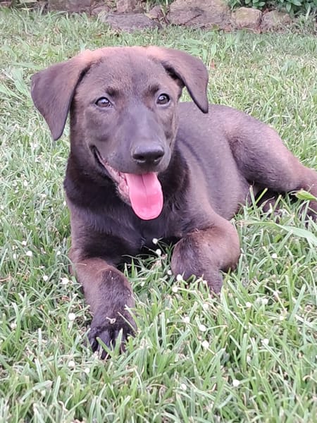 PEPSIE, chiot femelle croisée Labrador