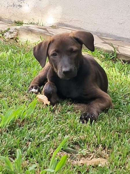 PEPSIE, chiot femelle croisée Labrador