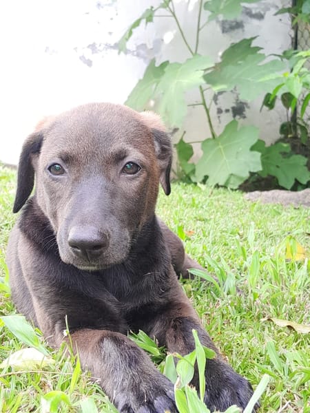 PEPSIE, chiot femelle croisée Labrador