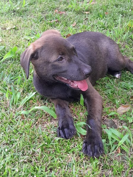 PEPSIE, chiot femelle croisée Labrador
