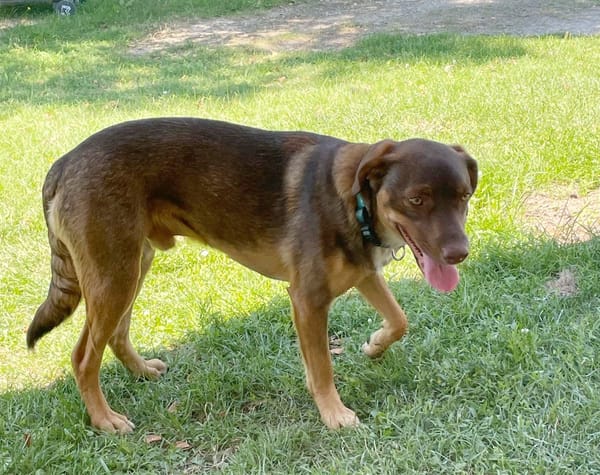 TOFFEE, Mâle junior Berger Créole
