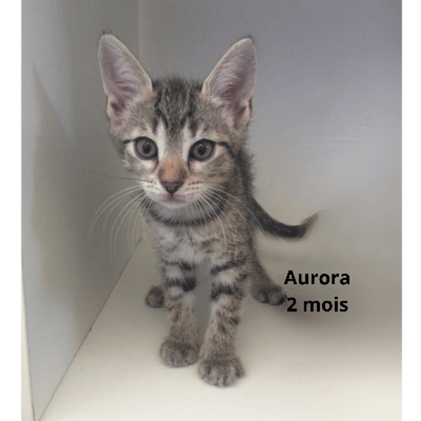 Aurora