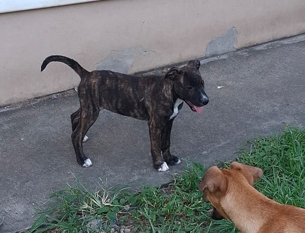 QUERIDA, chiot femelle créole