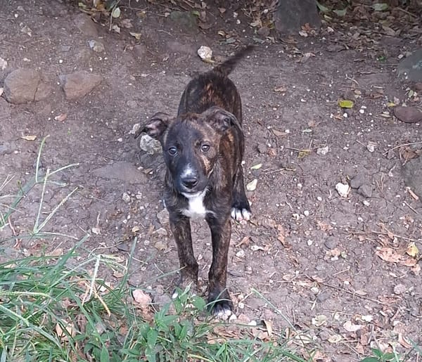 QUERIDA, chiot femelle créole