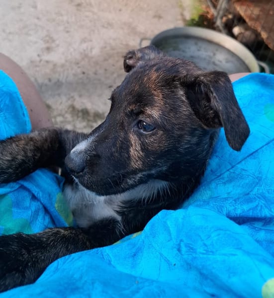 QUERIDA, chiot femelle créole