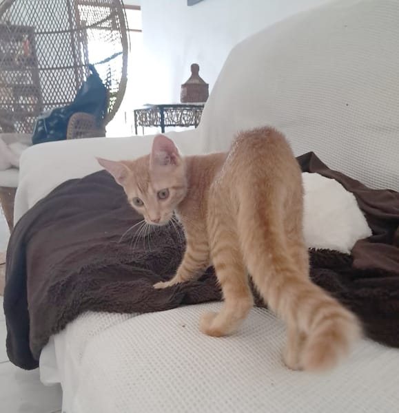 BOBBY-PIGGY, chaton mâle type européen