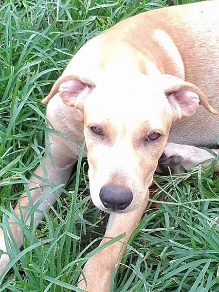 CUPCAKE, chiot mâle Berger Créole