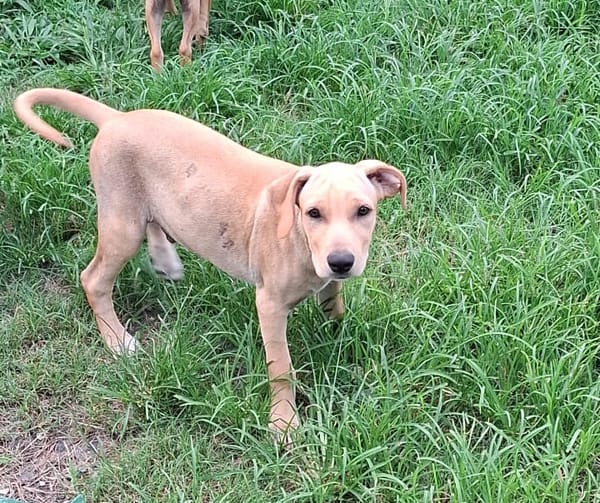 CUPCAKE, chiot mâle Berger Créole