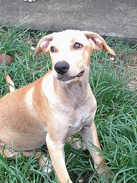 CUPCAKE, chiot mâle Berger Créole