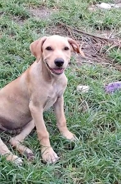 CUPCAKE, chiot mâle Berger Créole