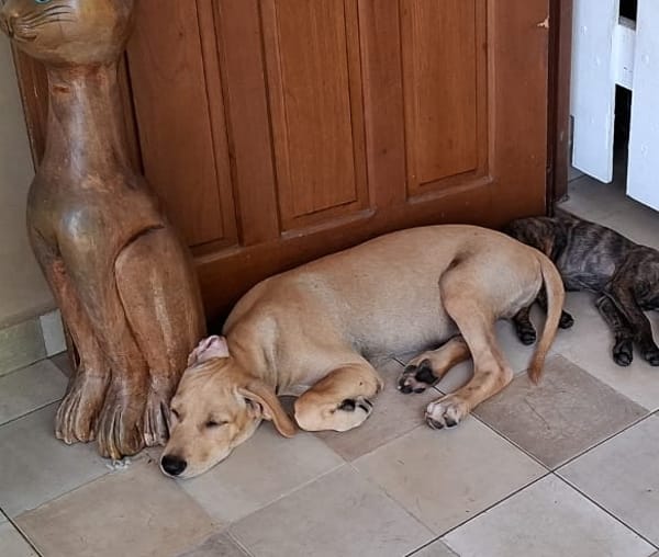 CUPCAKE, chiot mâle Berger Créole