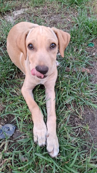 CUPCAKE, chiot mâle Berger Créole