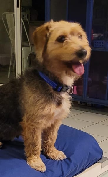 SHAGGY
