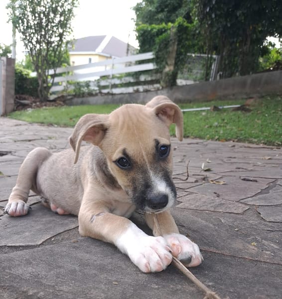 ROCKY, chiot mâle Berger Créole