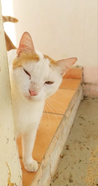 BLOUX Chat mâle européen