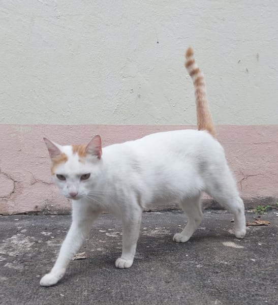 BLOUX Chat mâle européen