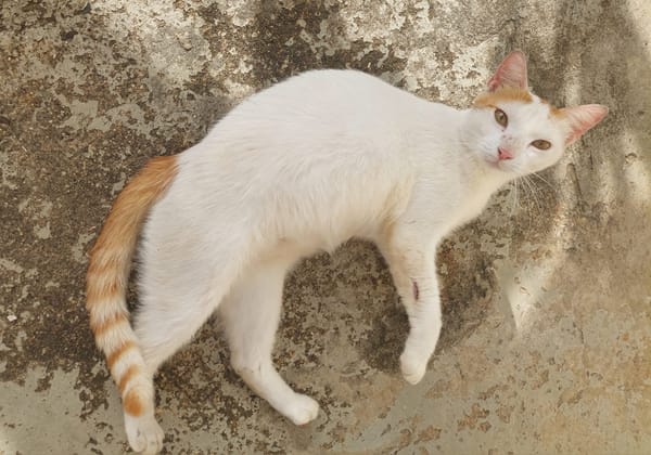 BLOUX Chat mâle européen