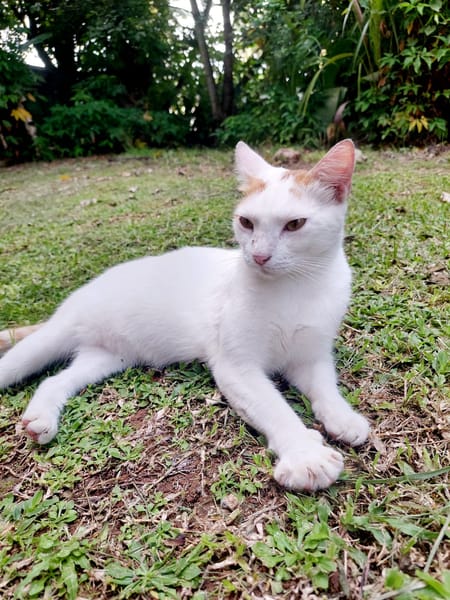 BLOUX Chat mâle européen