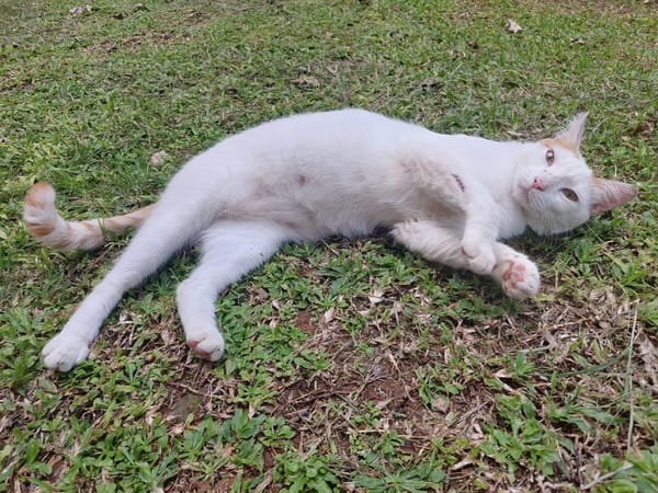BLOUX Chat mâle européen