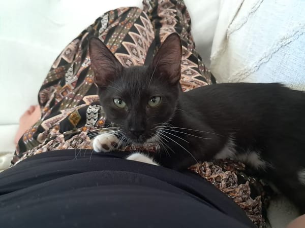 HUGGY-WUGGY, chaton mâle type européen