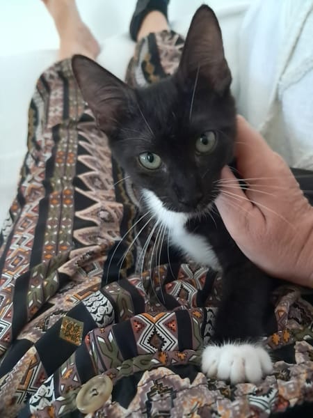 HUGGY-WUGGY, chaton mâle type européen