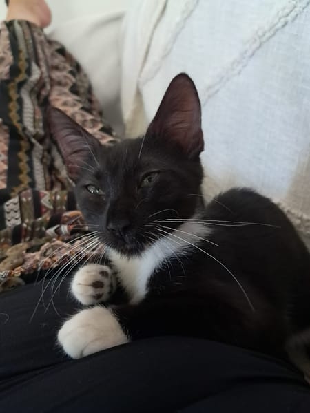HUGGY-WUGGY, chaton mâle type européen