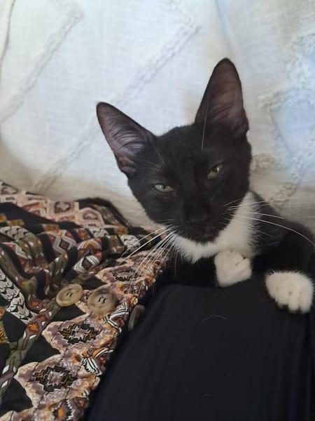 HUGGY-WUGGY, chaton mâle type européen