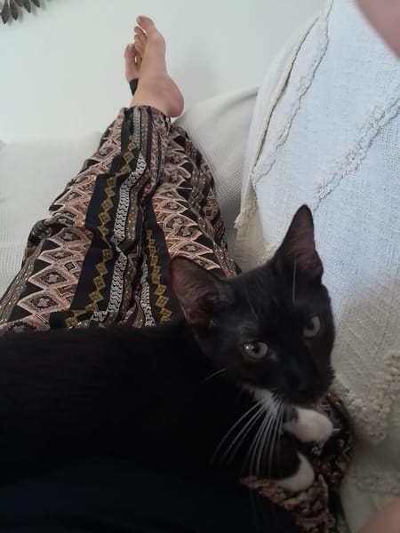 HUGGY-WUGGY, chaton mâle type européen