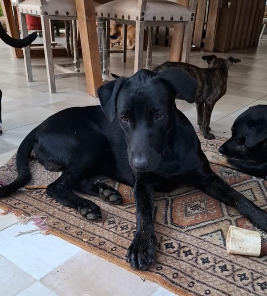 HIERROS Mâle junior Berger Créole