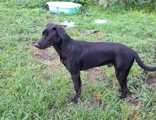 HIERROS Mâle junior Berger Créole