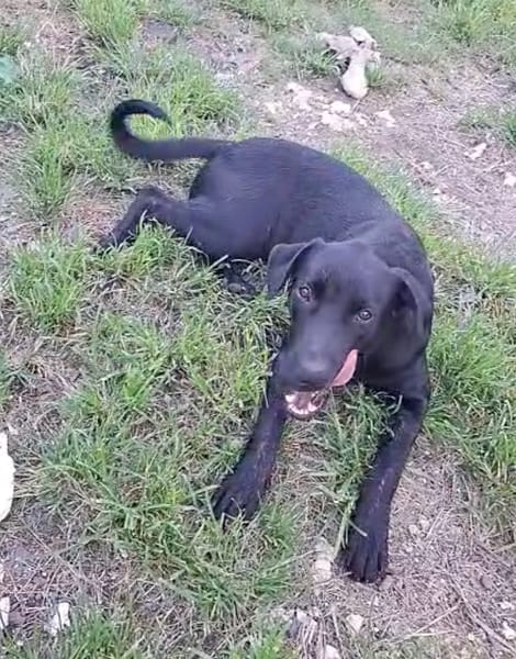HIERROS Mâle junior Berger Créole