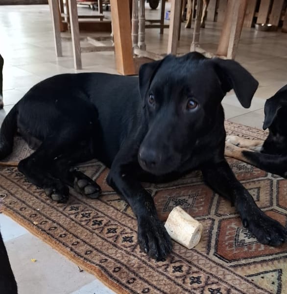 HIERROS Mâle junior Berger Créole