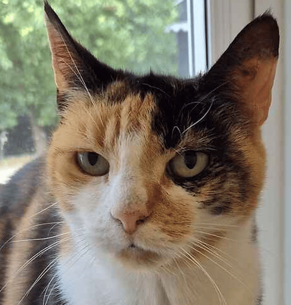 Pip