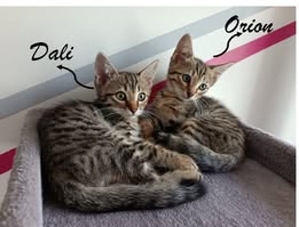 DALI