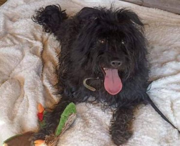 BOBBY sucht Zuhause